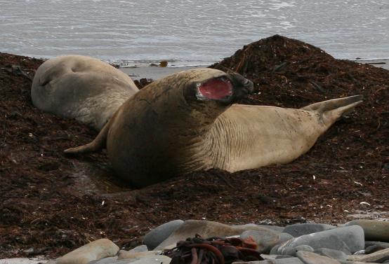 Elephant seal at Sealion