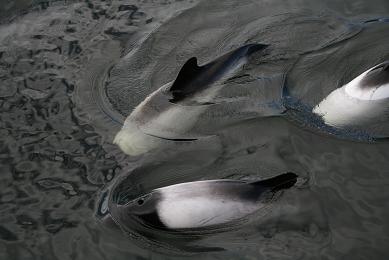 Dolphins at Port Howard