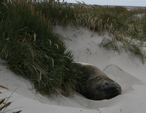 Elephant seal at Sealion in dunes