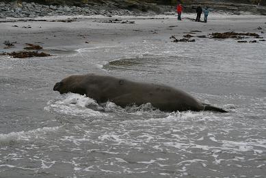 Elephant Seals In Sea