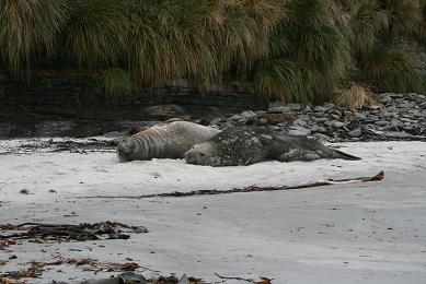 Elephant Seals