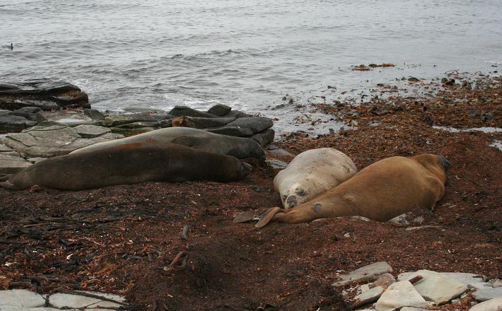 Elephant seals at Sealion on beach