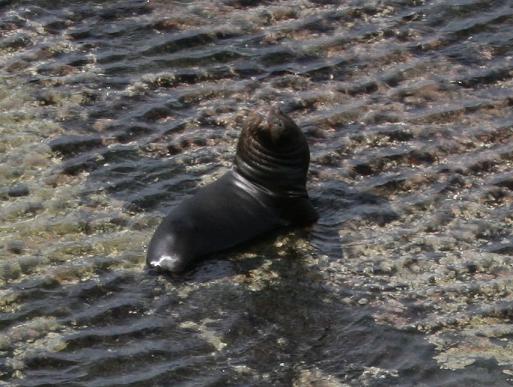 Sealion in sea