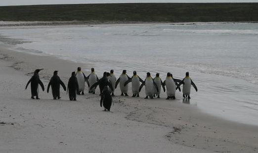 penguins promenading on beach