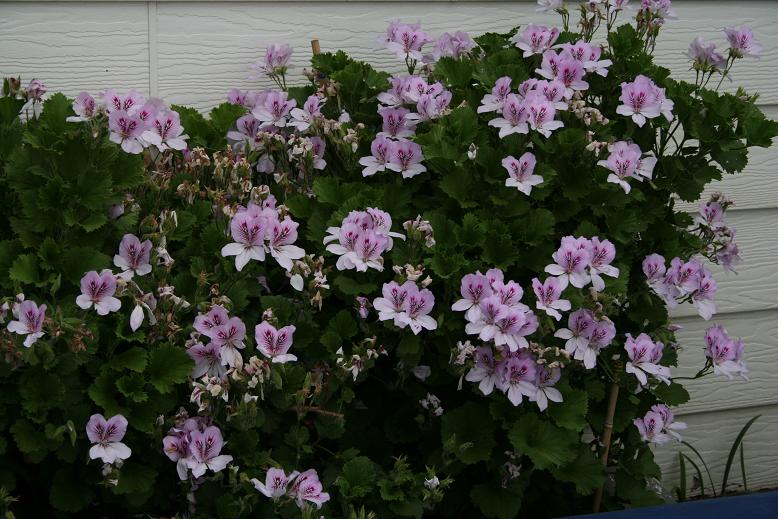 In the conservatory at Sealion Island Lodge