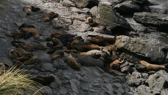 Sealions
