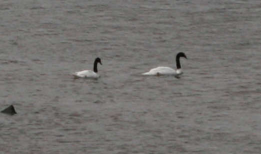 Swans