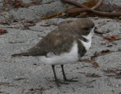 Two-banded plover