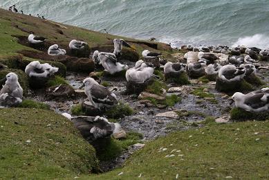 young albatrosses